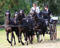 Trainiert von Dietmar Timm ging der 4. Platz bei den Vierspännern an Steffen Engelhard. Foto: KaLo Trainiert von Dietmar Timm ging der 4. Platz bei den Vierspännern an Steffen Engelhard. Foto: KaLo